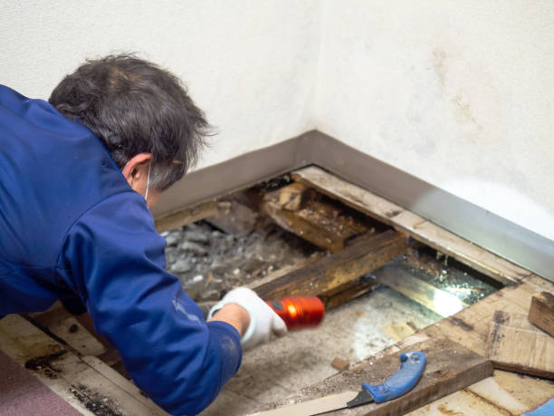 Best DIY Mold Remediation Support Services in River Road, WA