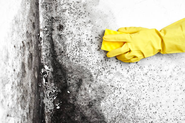Best White Mold Remediation in River Road, WA